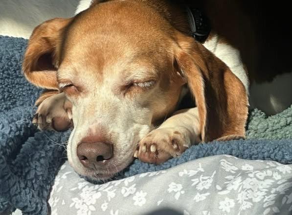 Enlarge Melody, a ADOPTABLE Beagle in Lexington, MA image 4/5