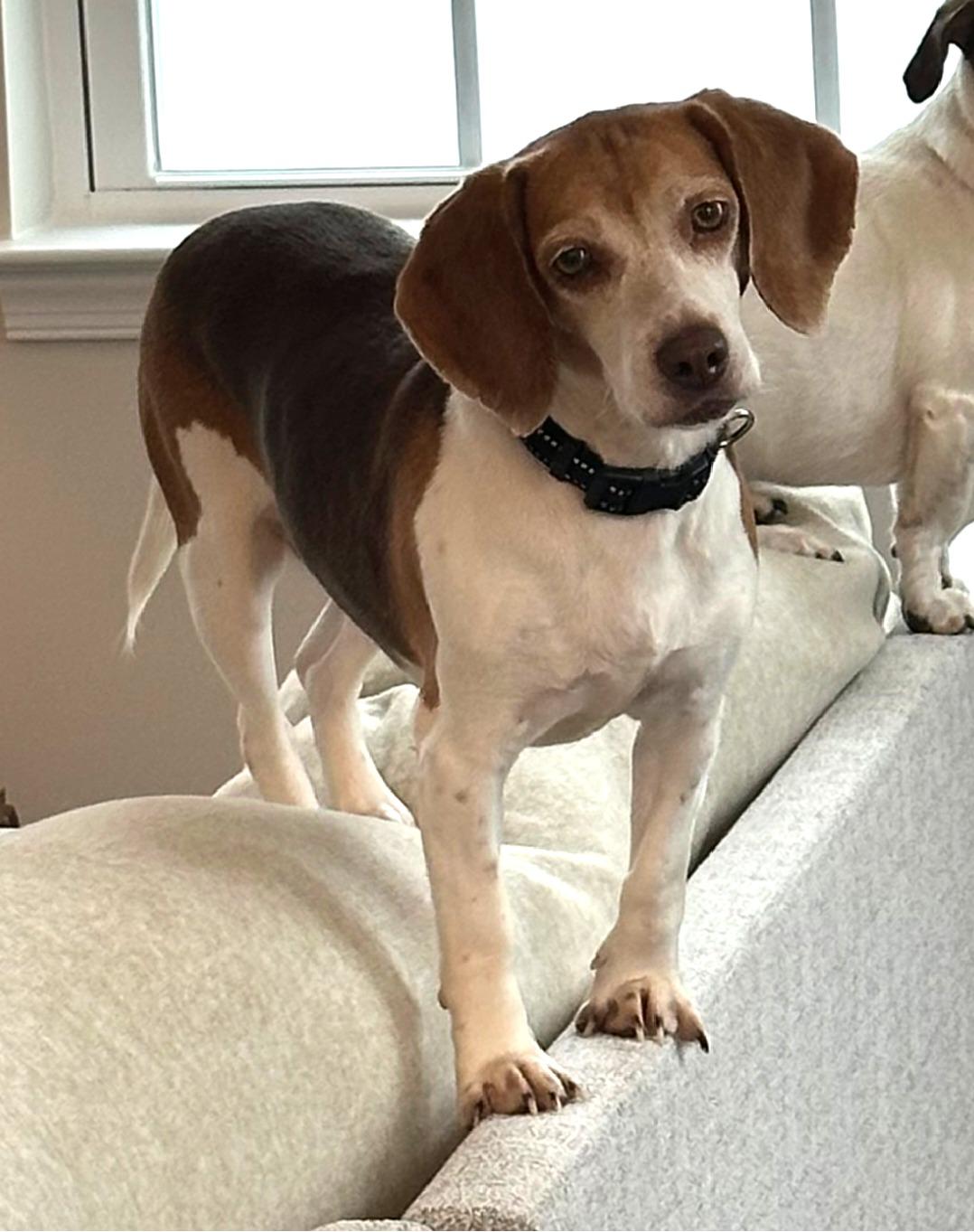 Enlarge Melody, a ADOPTABLE Beagle in Lexington, MA image 2/5