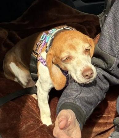 Enlarge Melody, a ADOPTABLE Beagle in Lexington, MA image 5/5