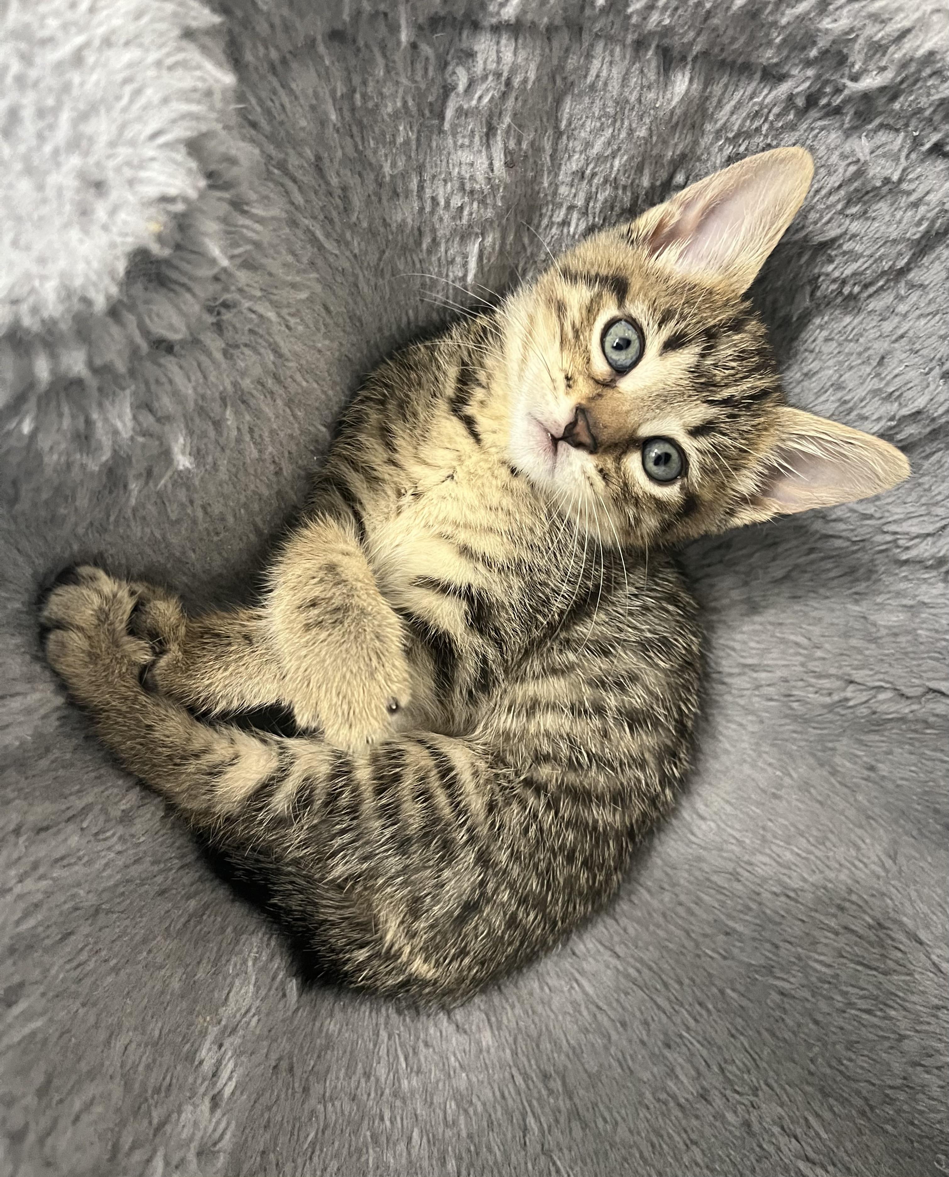 Madison, a ADOPTABLE Domestic Short Hair in Chicago, IL image 3/5