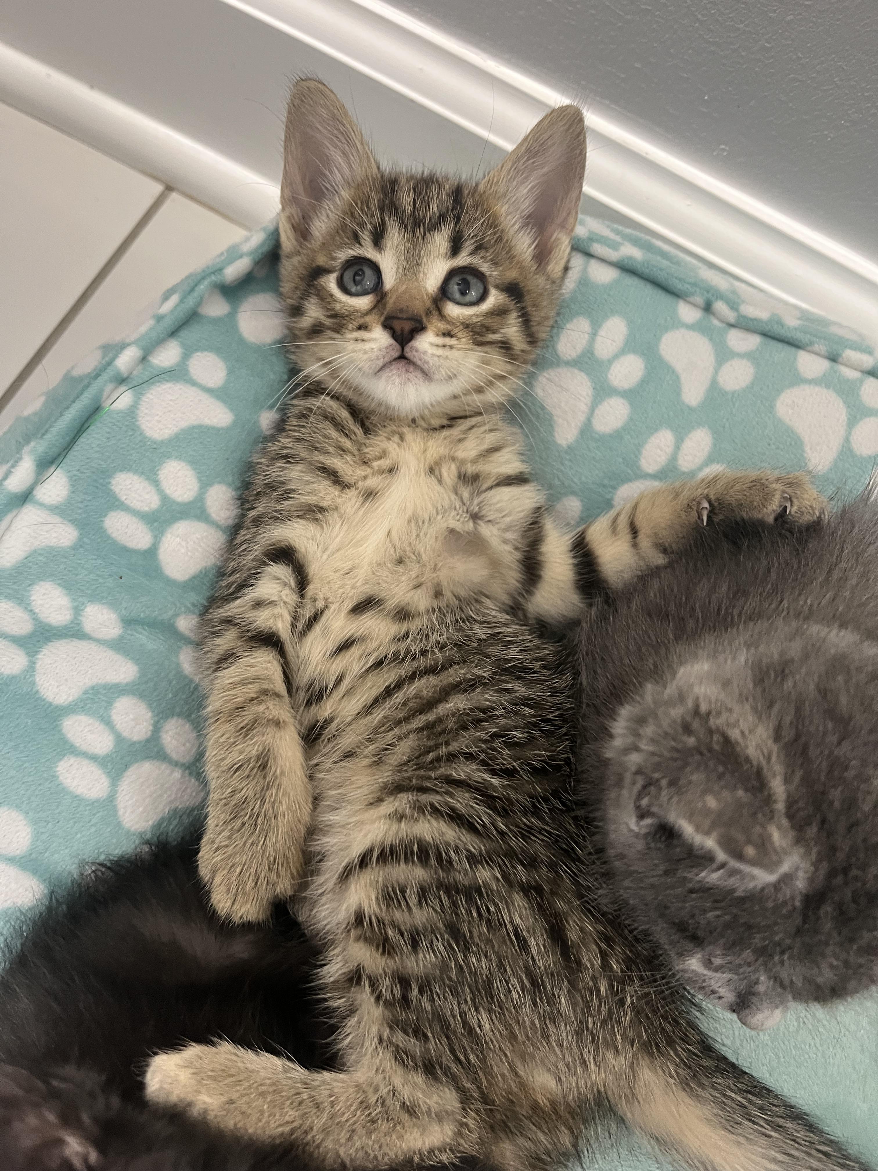 Madison, a ADOPTABLE Domestic Short Hair in Chicago, IL image 5/5
