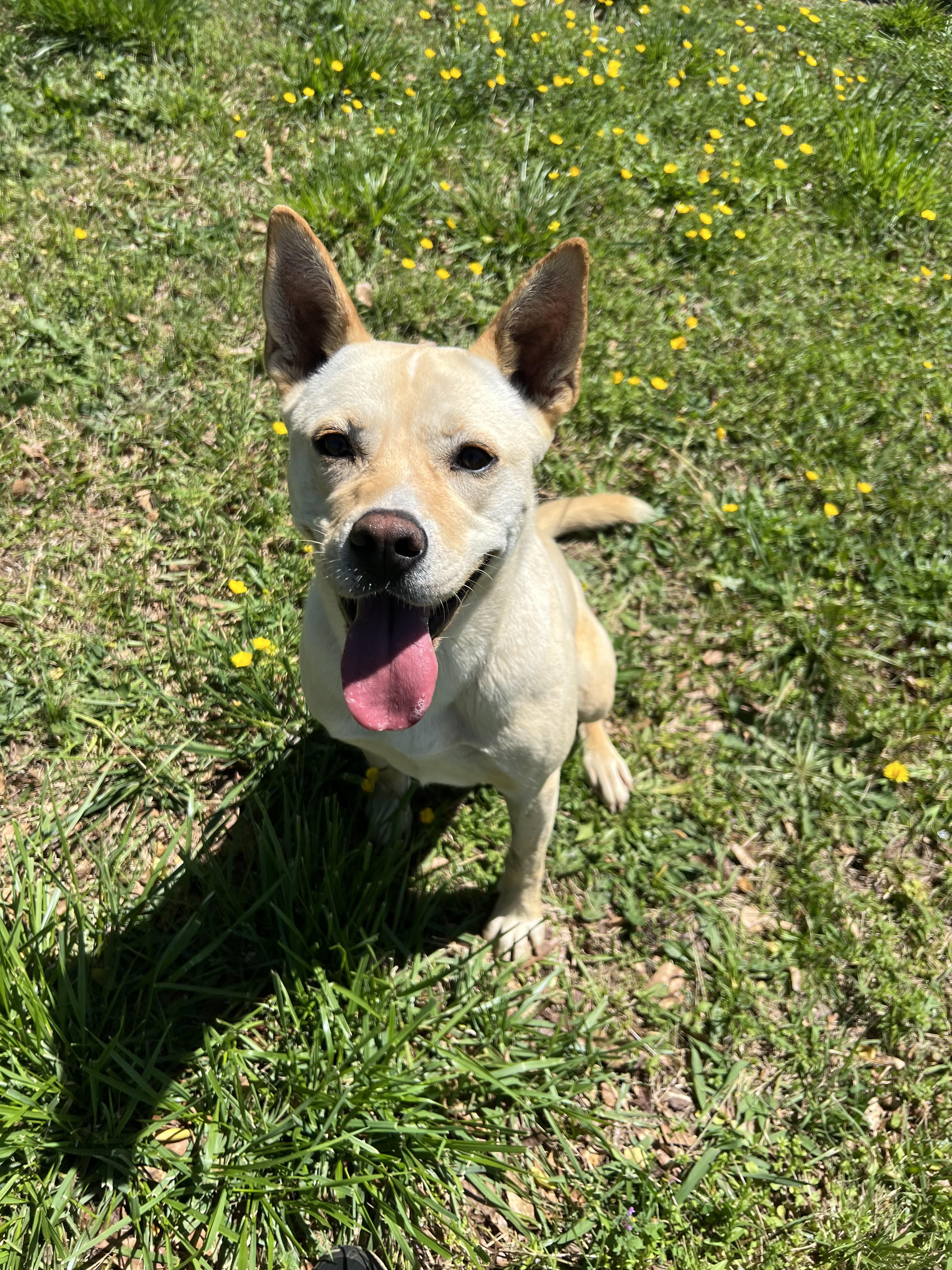 Isla CA, a Adoptable Carolina Dog in College Park, GA image 4/4