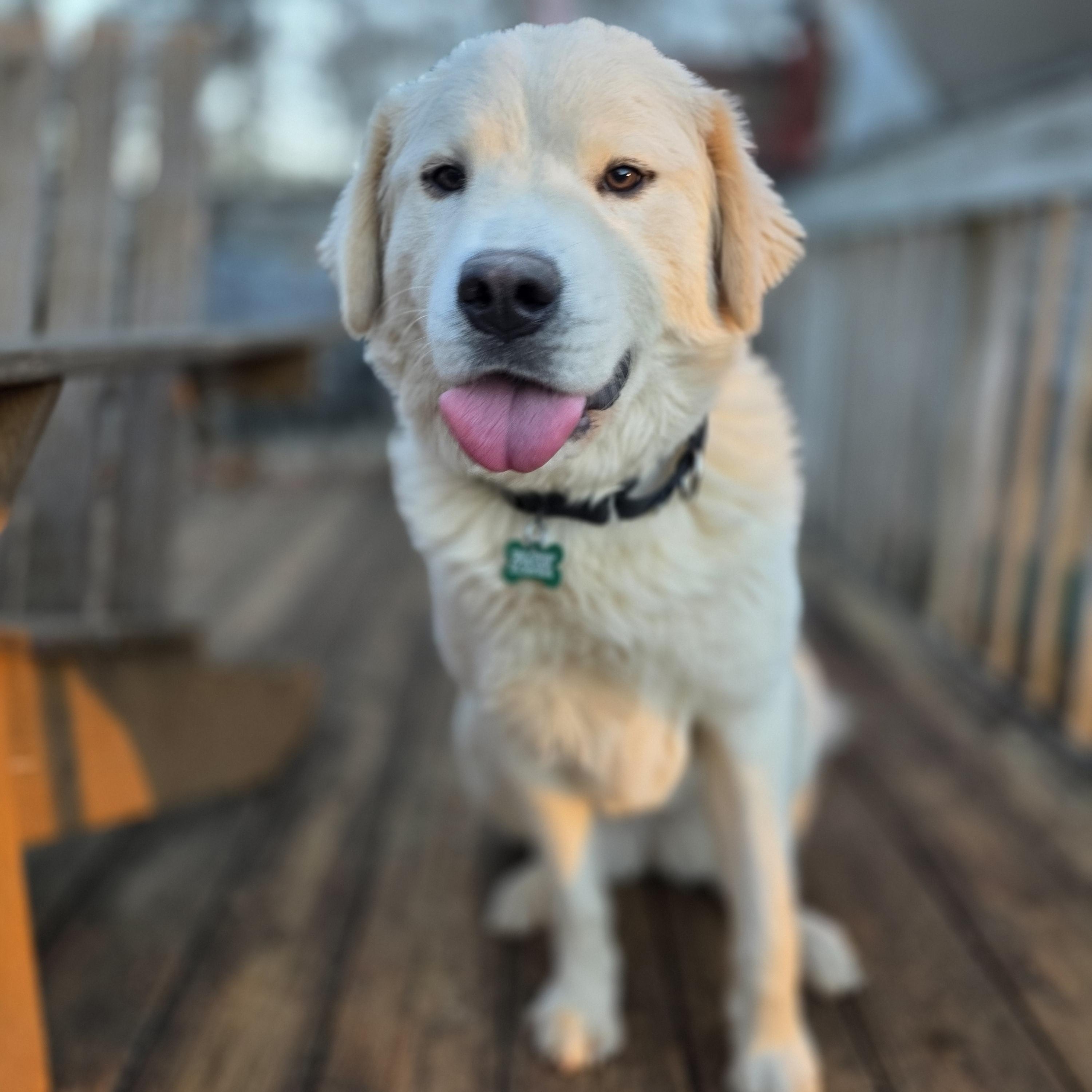 North, ADOPTABLE, Young Female Great Pyrenees.