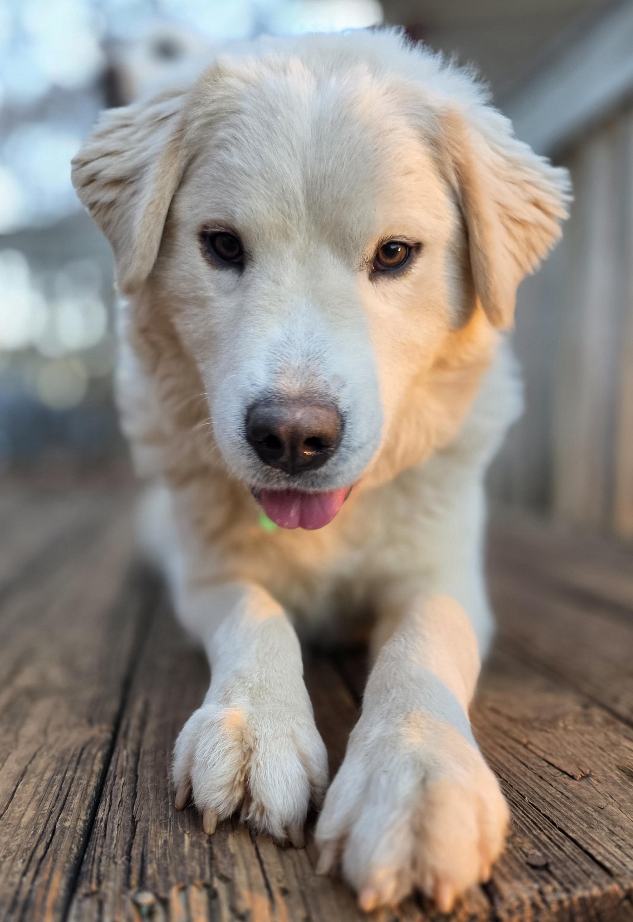 North, a ADOPTABLE Great Pyrenees in Atlanta, GA image 2/2
