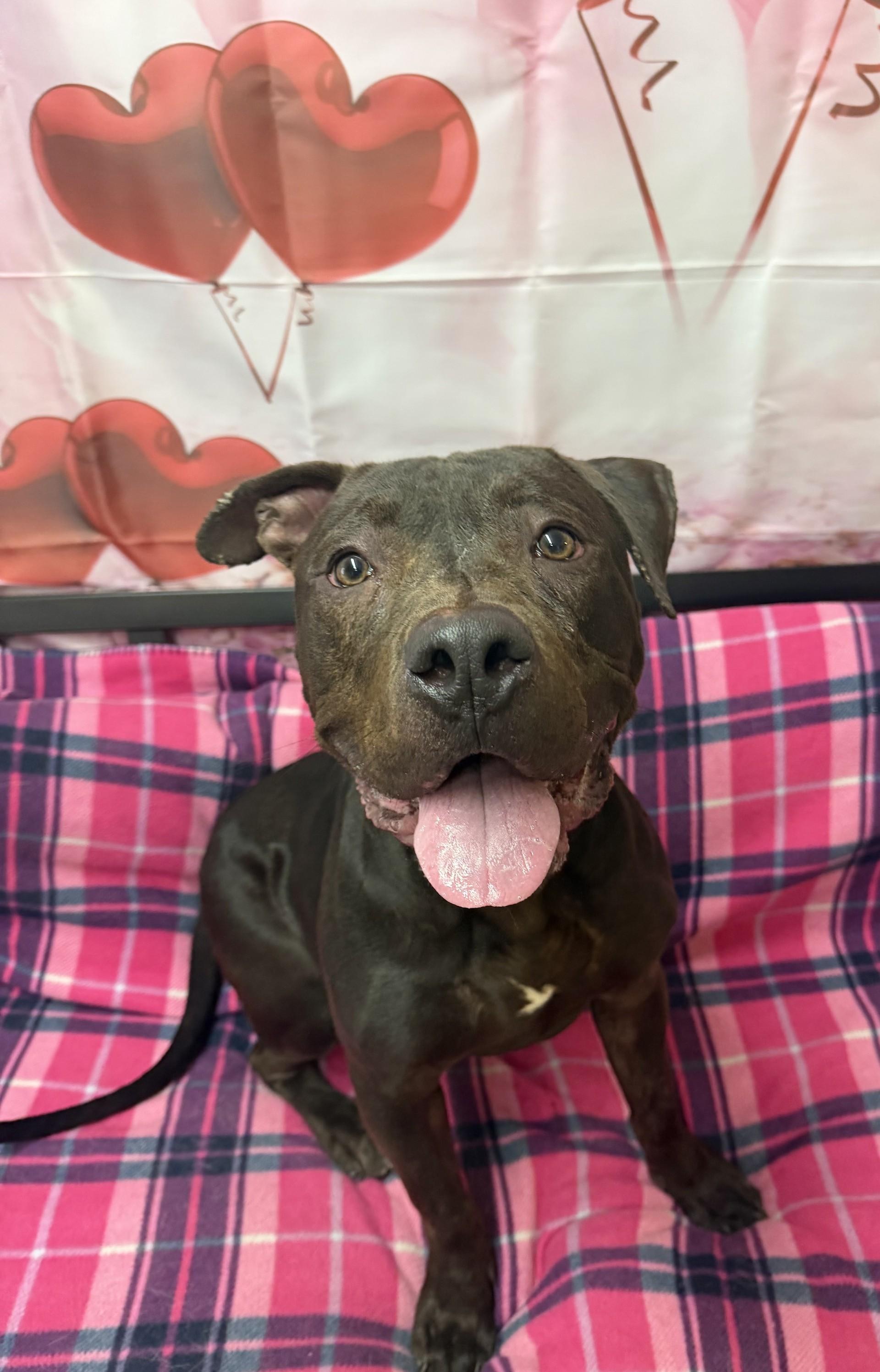 Hershey, ADOPTABLE, Adult Male American Staffordshire Terrier & Pit Bull Terrier.