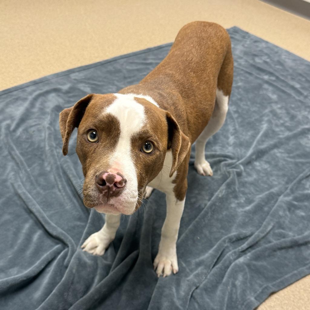 Enlarge Brennan, a Adoptable Pit Bull Terrier in Brenham, TX image 2/6