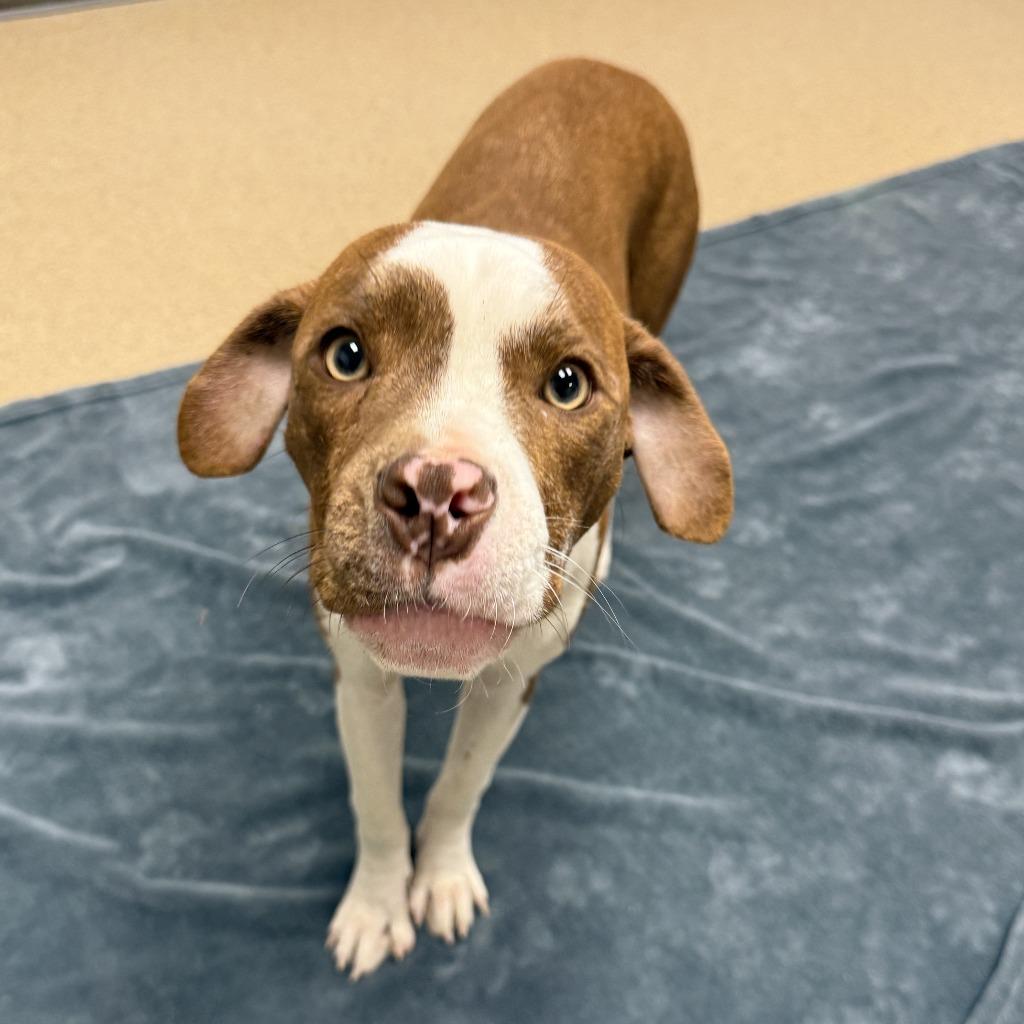 Enlarge Brennan, a Adoptable Pit Bull Terrier in Brenham, TX image 3/6