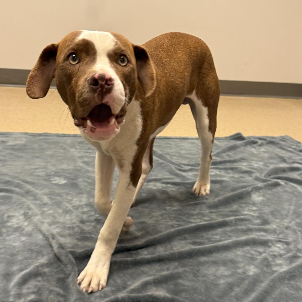 Enlarge Brennan, a Adoptable Pit Bull Terrier in Brenham, TX image 4/6