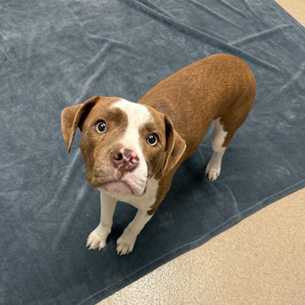 Enlarge Brennan, a Adoptable Pit Bull Terrier in Brenham, TX image 5/6