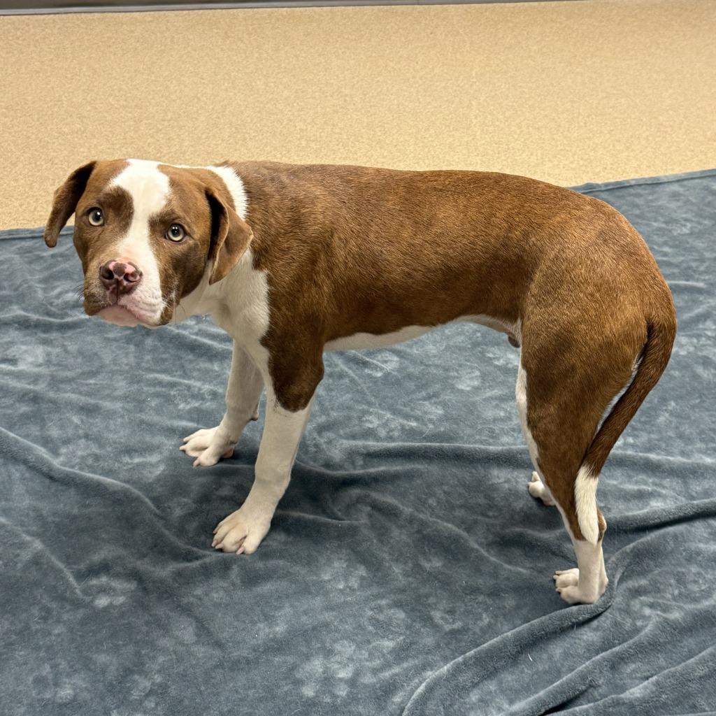 Enlarge Brennan, a Adoptable Pit Bull Terrier in Brenham, TX image 6/6