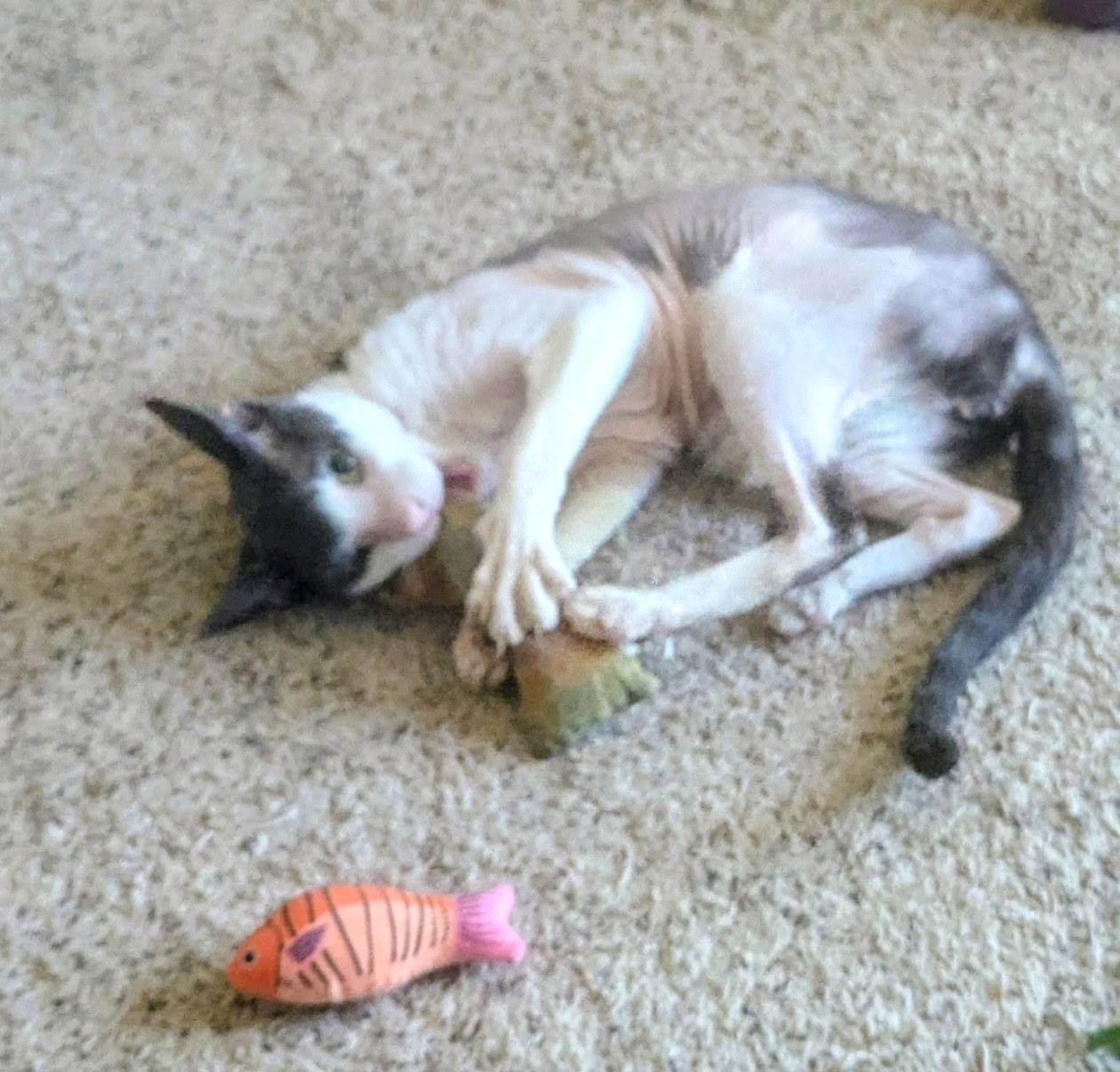 Enlarge Rex, a ADOPTABLE Cornish Rex in Albuquerque, NM image 2/2