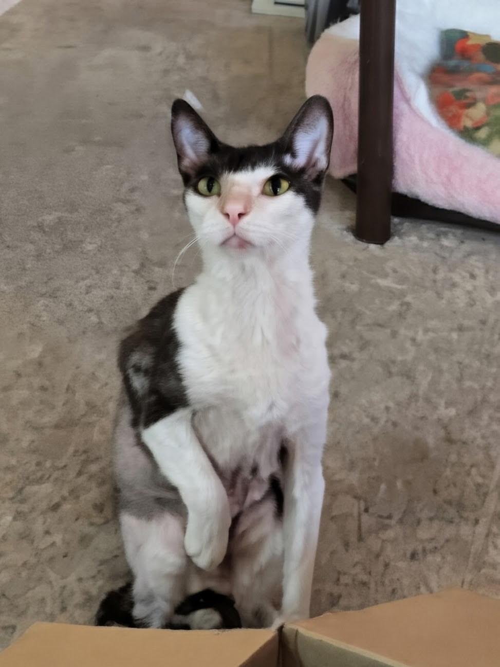 Enlarge Rex, a ADOPTABLE Cornish Rex in Albuquerque, NM image 1/2