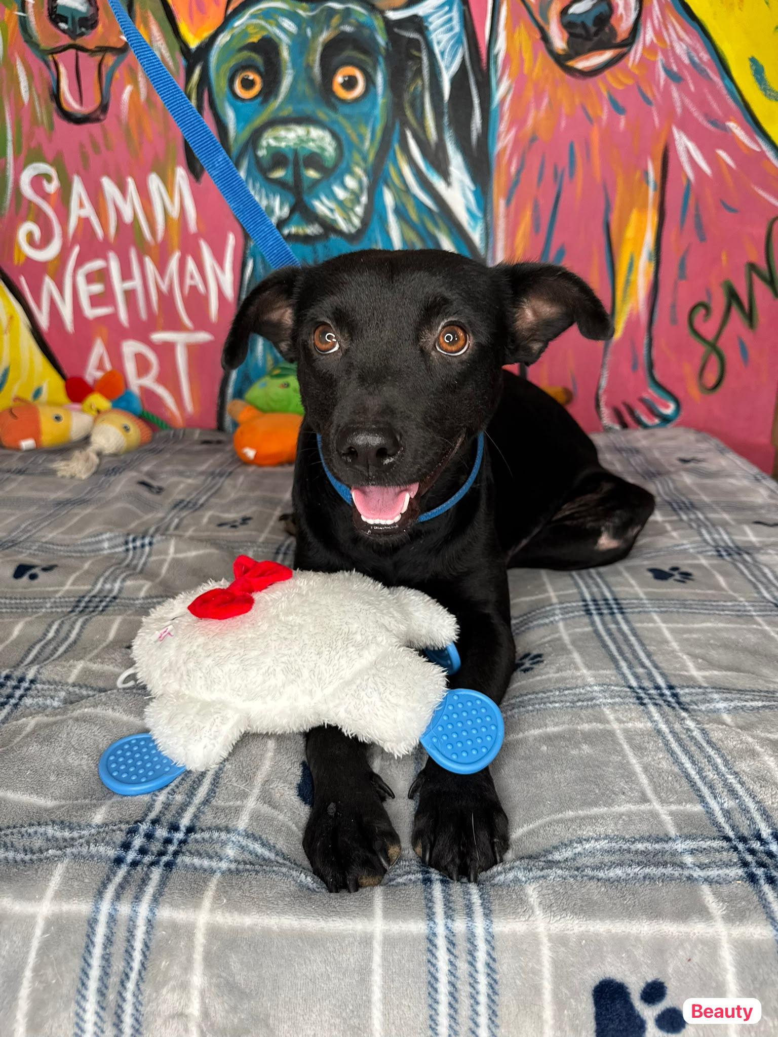 Enlarge BEauty, a Adoptable mixed breed in West Nyack, NY image 2/4