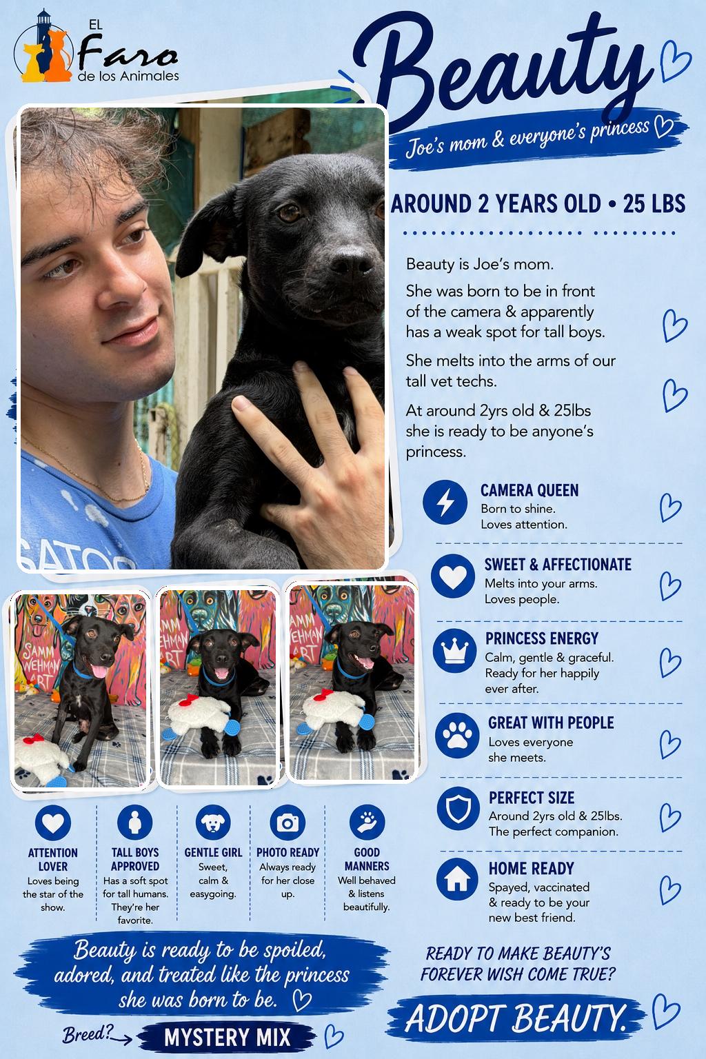 Enlarge BEauty, a Adoptable mixed breed in West Nyack, NY image 1/4