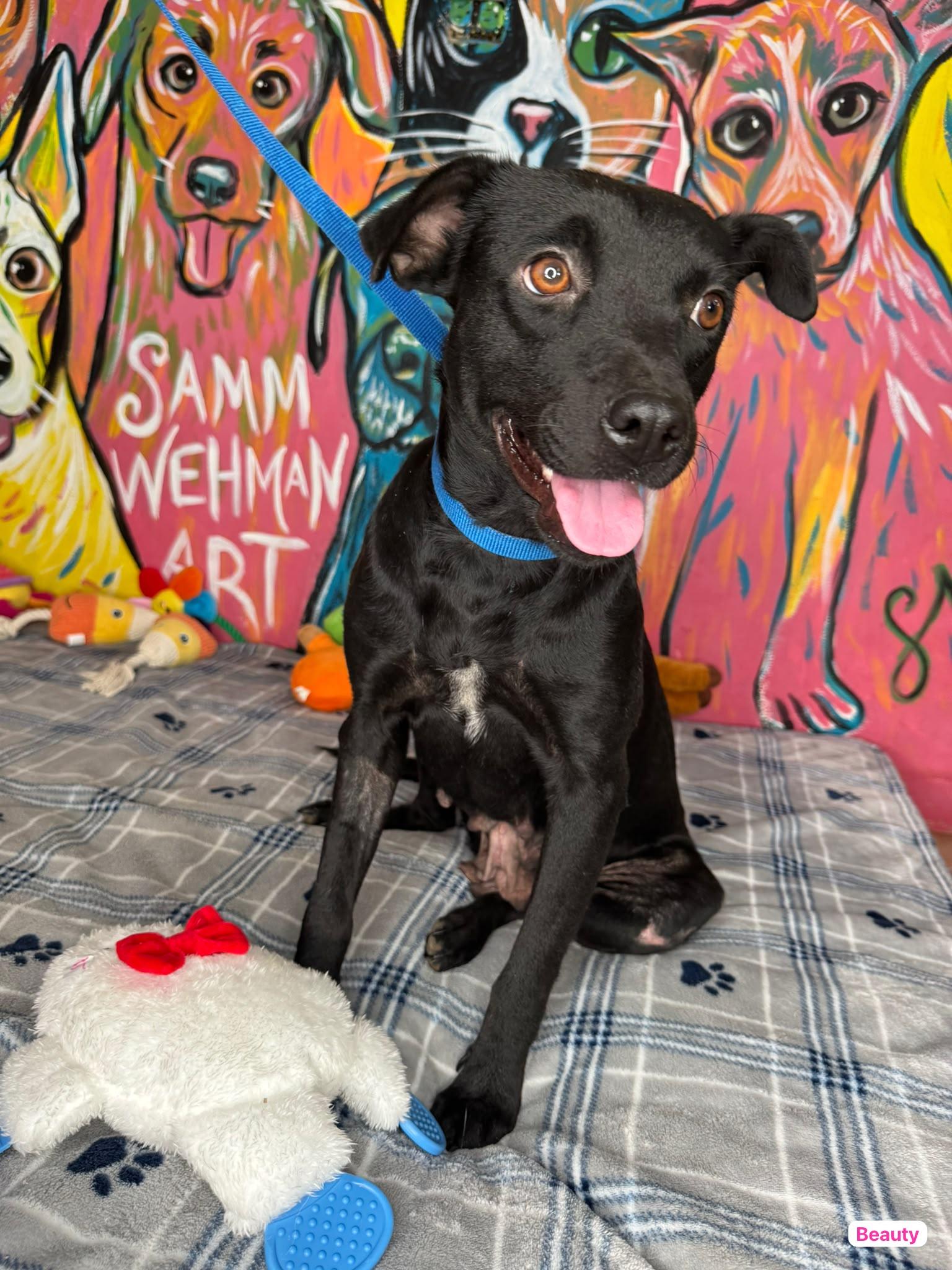 Enlarge BEauty, a Adoptable mixed breed in West Nyack, NY image 3/4