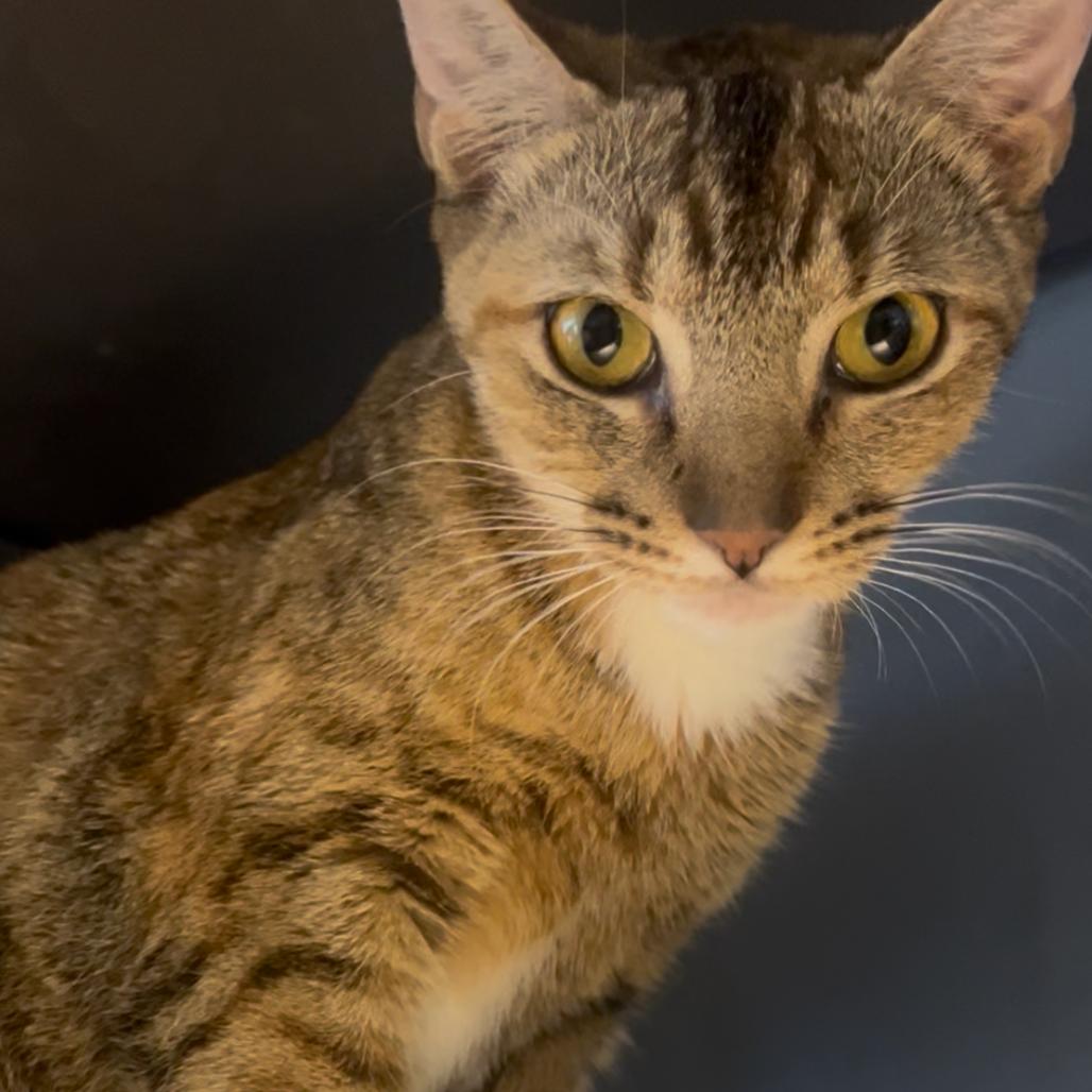 Enlarge Avril Lavigne, a Adoptable Domestic Short Hair in Webster, TX image 1/6