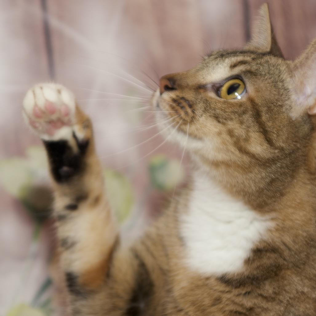 Enlarge Avril Lavigne, a Adoptable Domestic Short Hair in Webster, TX image 2/6