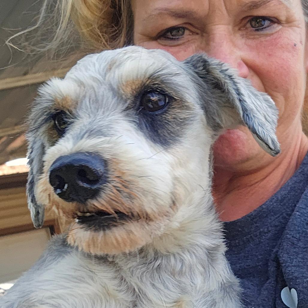 Oscar, Adoptable, Adult Male Poodle.