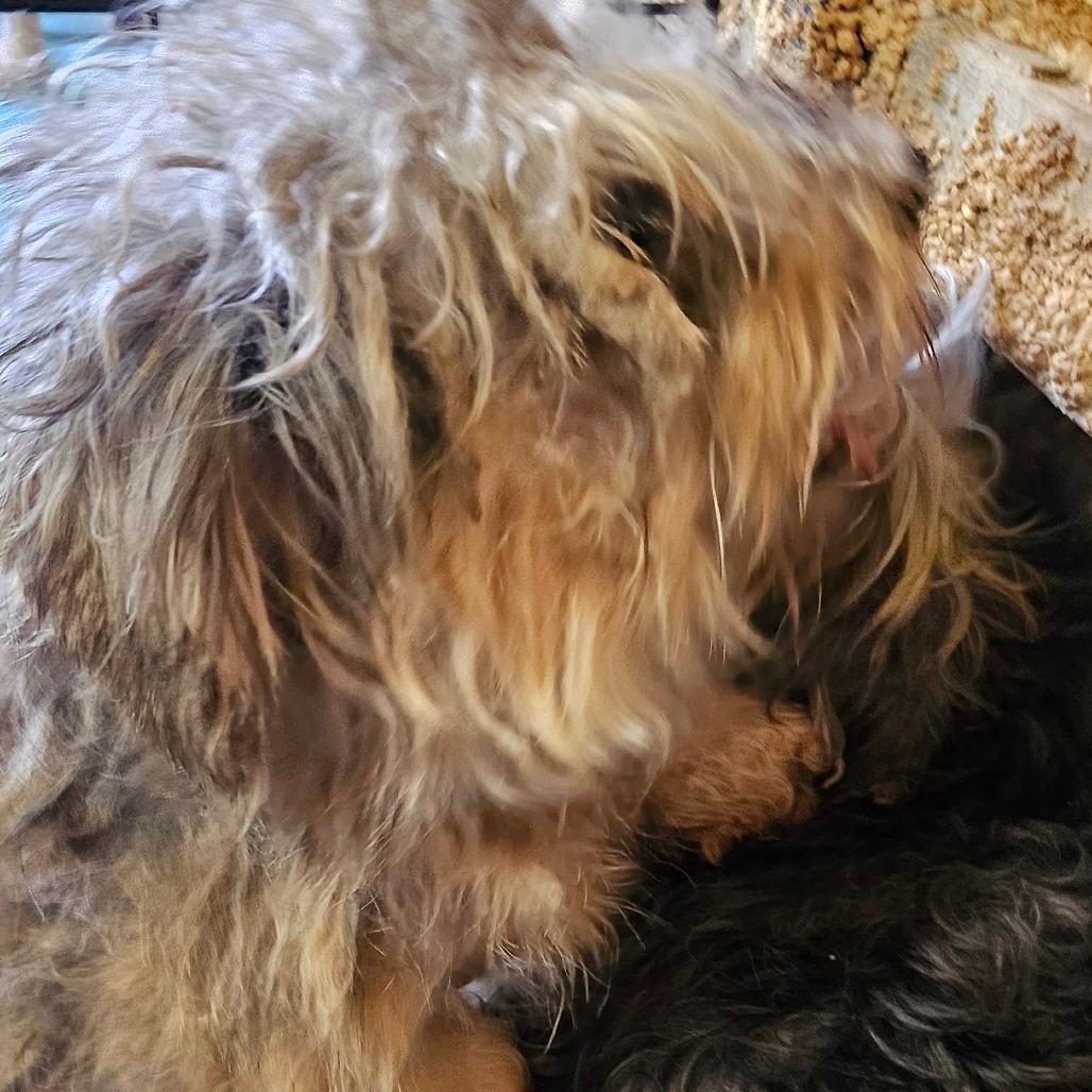 Oscar, Adoptable, Adult Male Poodle.