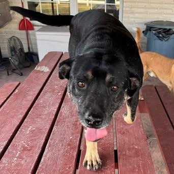 Enlarge LUCKY, a Adoptable mixed breed in Billings, MT image 5/5