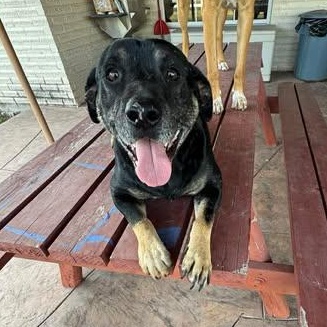 Enlarge LUCKY, a Adoptable mixed breed in Billings, MT image 4/5