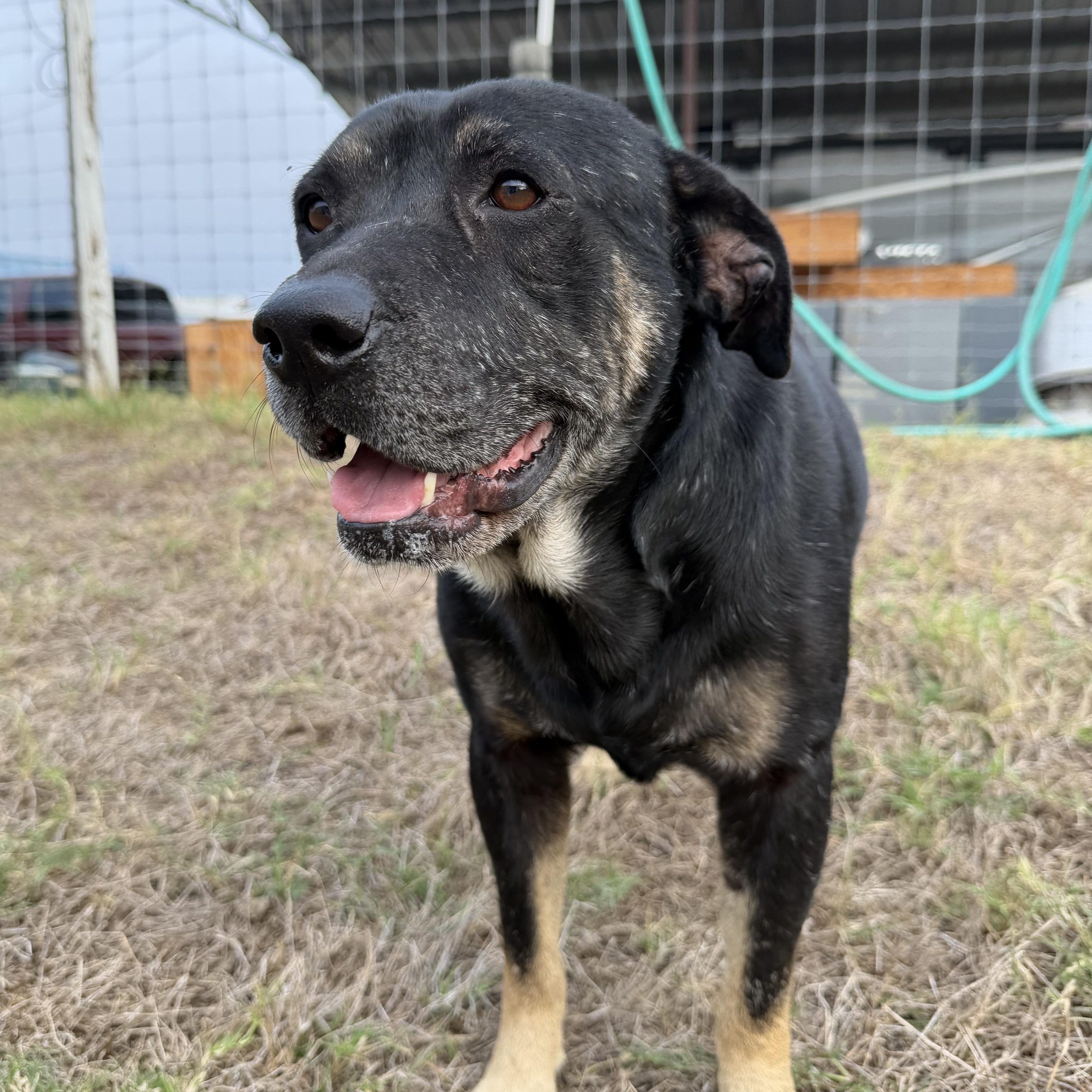 Enlarge LUCKY, a Adoptable mixed breed in Billings, MT image 2/5