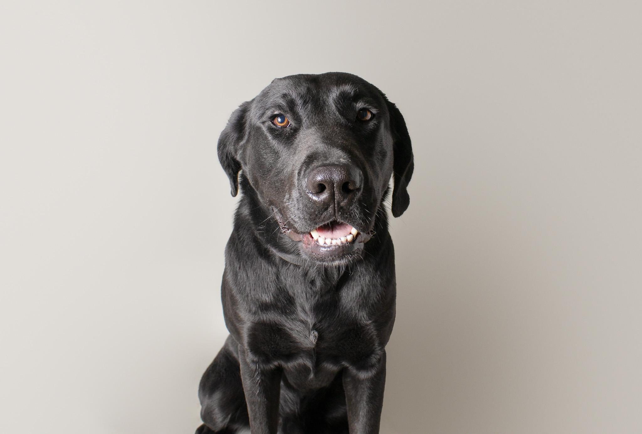 Blue, ADOPTABLE, Adult Male Black Labrador Retriever.