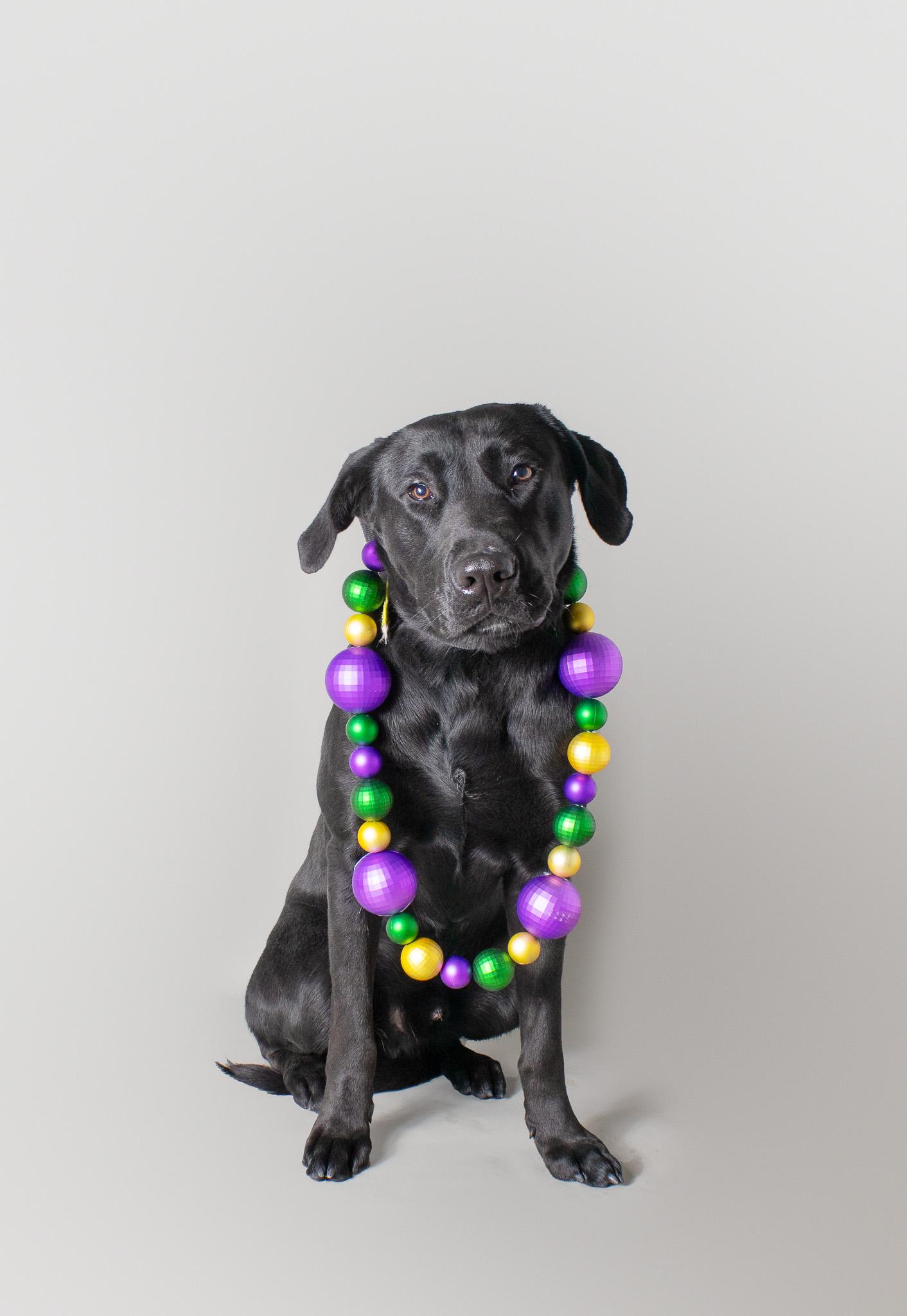 Enlarge Blue, a ADOPTABLE Black Labrador Retriever in Plaquemine, LA image 2/2