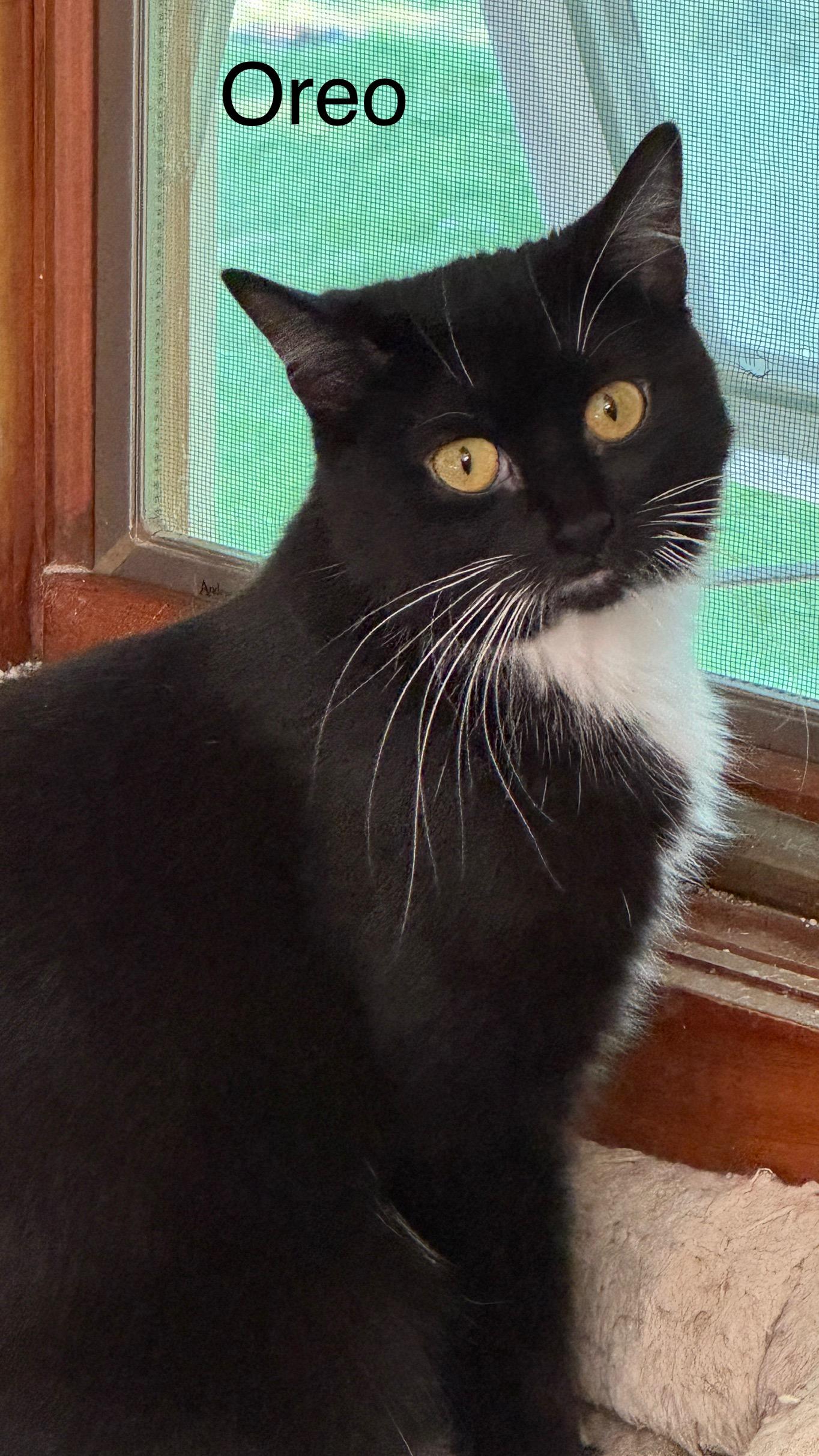 Oreo, an adoptable Domestic Medium Hair in Menasha, WI, 54952 | Photo Image 1