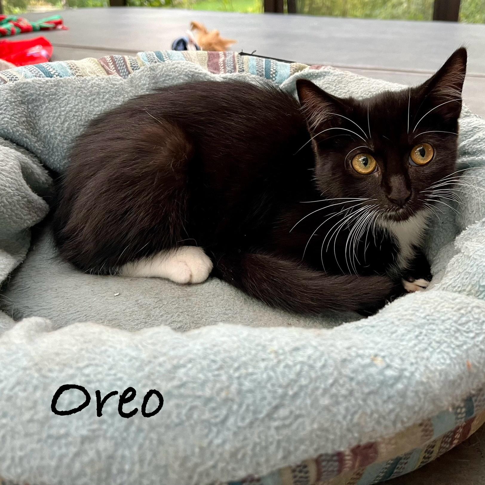 Oreo, an adoptable Domestic Medium Hair in Menasha, WI, 54952 | Photo Image 2