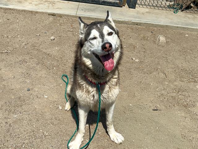 Enlarge ELDON, a Adoptable Siberian Husky in Tustin, CA image 1/1