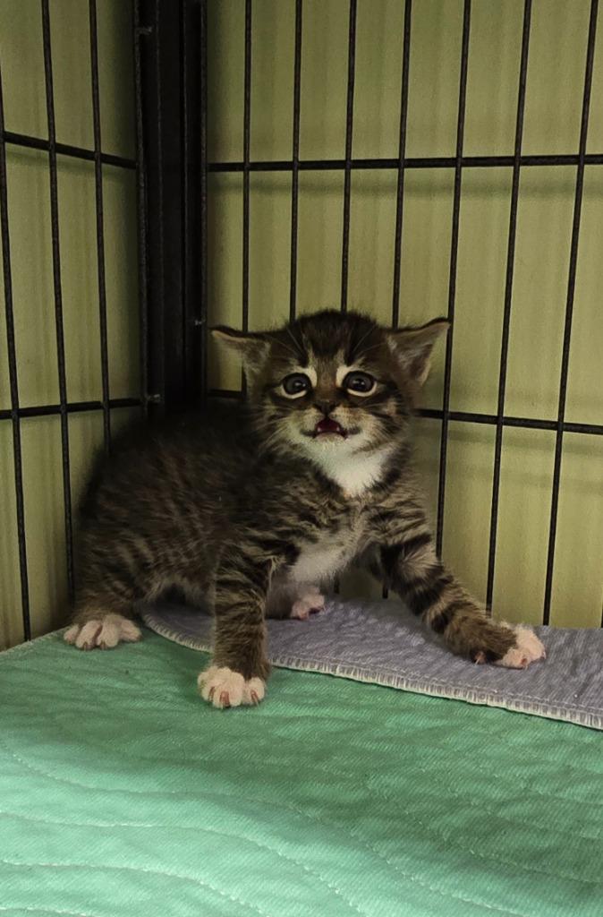 Spock, a Adoptable mixed breed in Auburn, IN image 3/3
