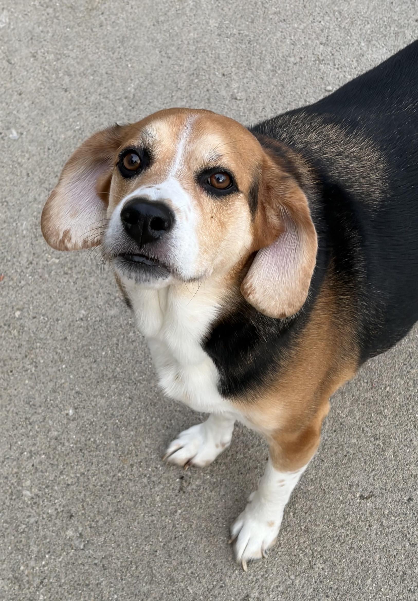 Dozier, Adoptable, Adult Male Beagle & Basset Hound.