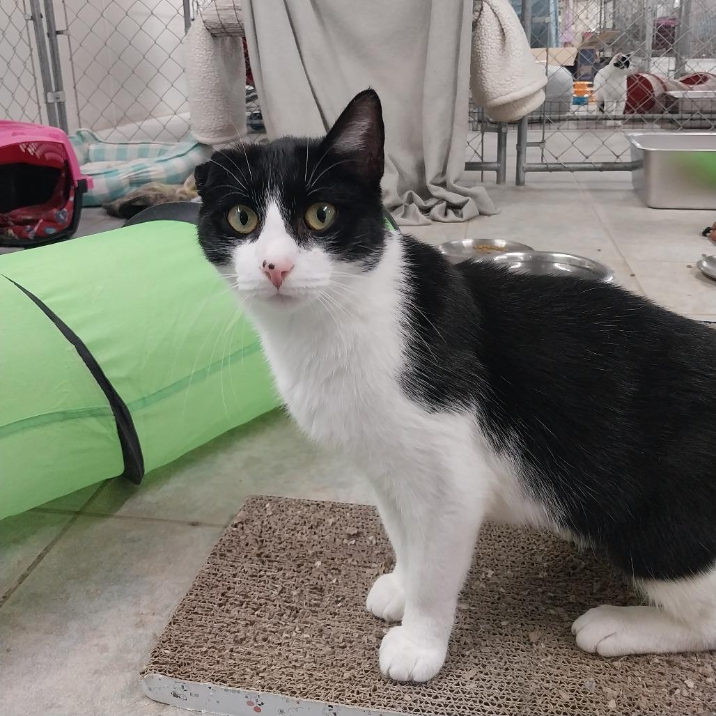 Enlarge Monet, a Adoptable Domestic Short Hair in East Smithfield , PA image 1/6