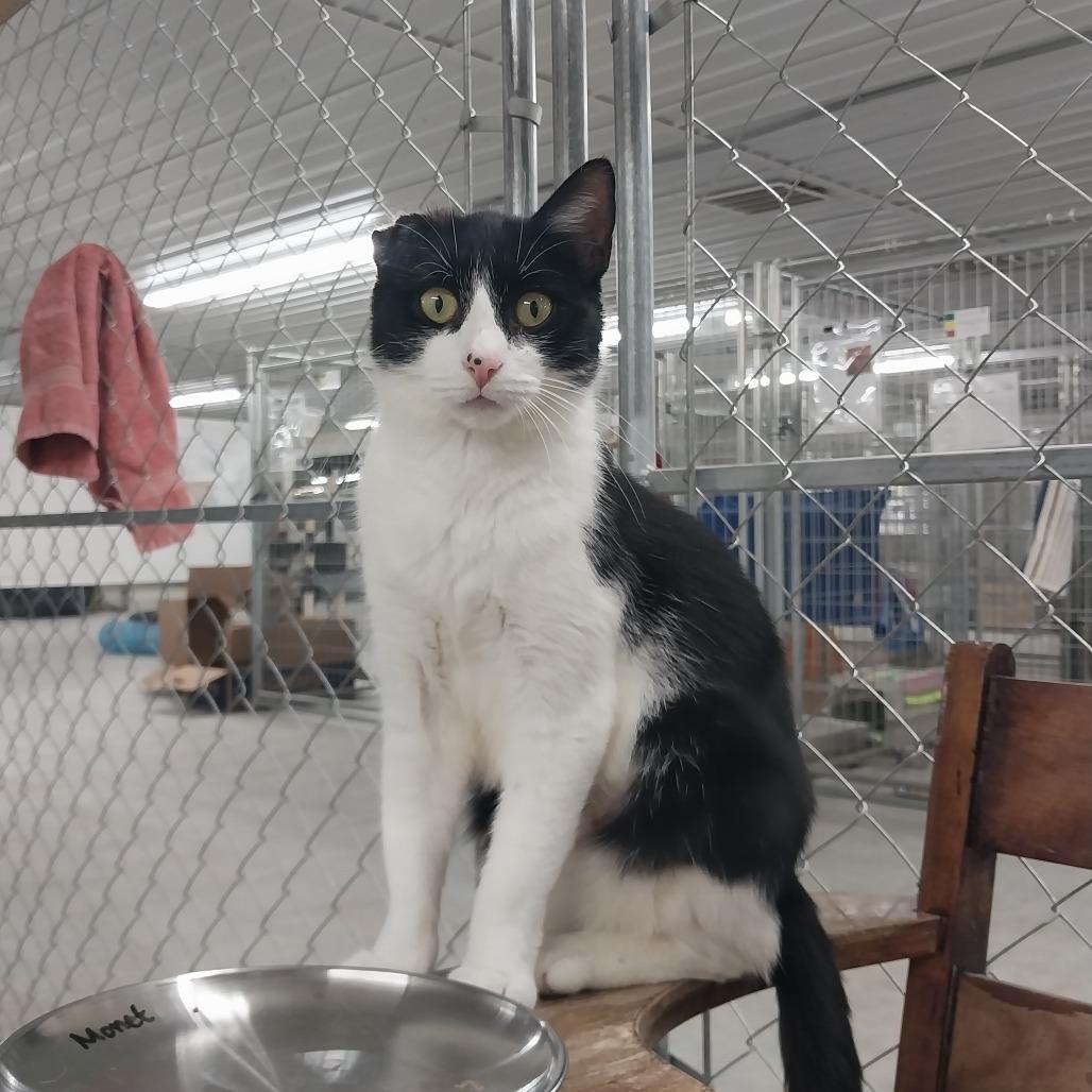 Enlarge Monet, a Adoptable Domestic Short Hair in East Smithfield , PA image 3/6
