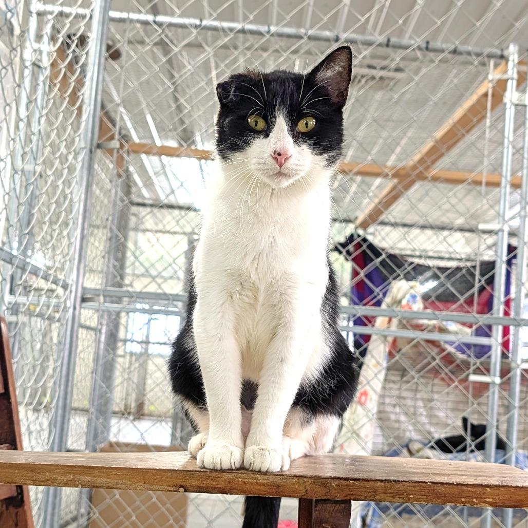 Enlarge Monet, a Adoptable Domestic Short Hair in East Smithfield , PA image 4/6