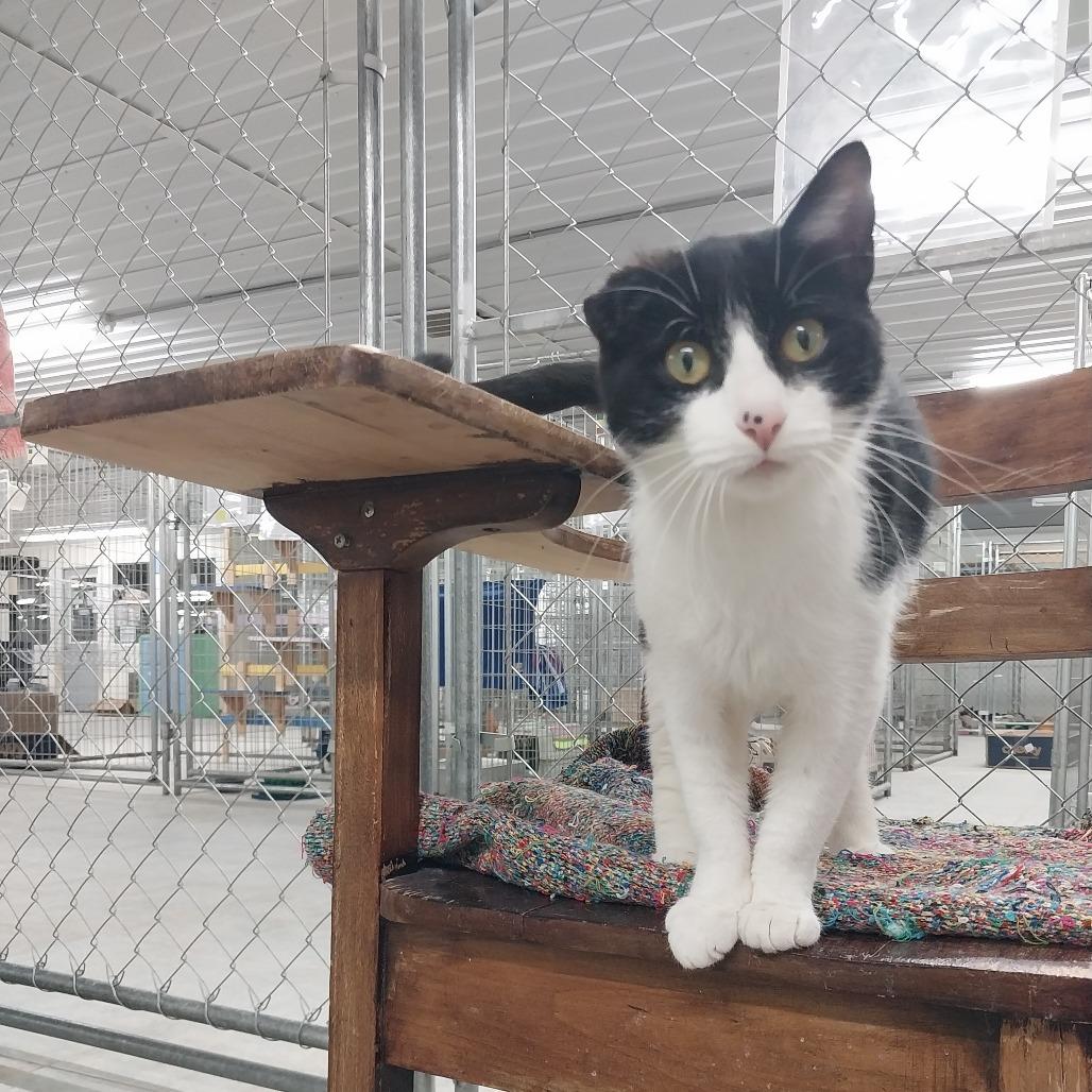 Enlarge Monet, a Adoptable Domestic Short Hair in East Smithfield , PA image 6/6