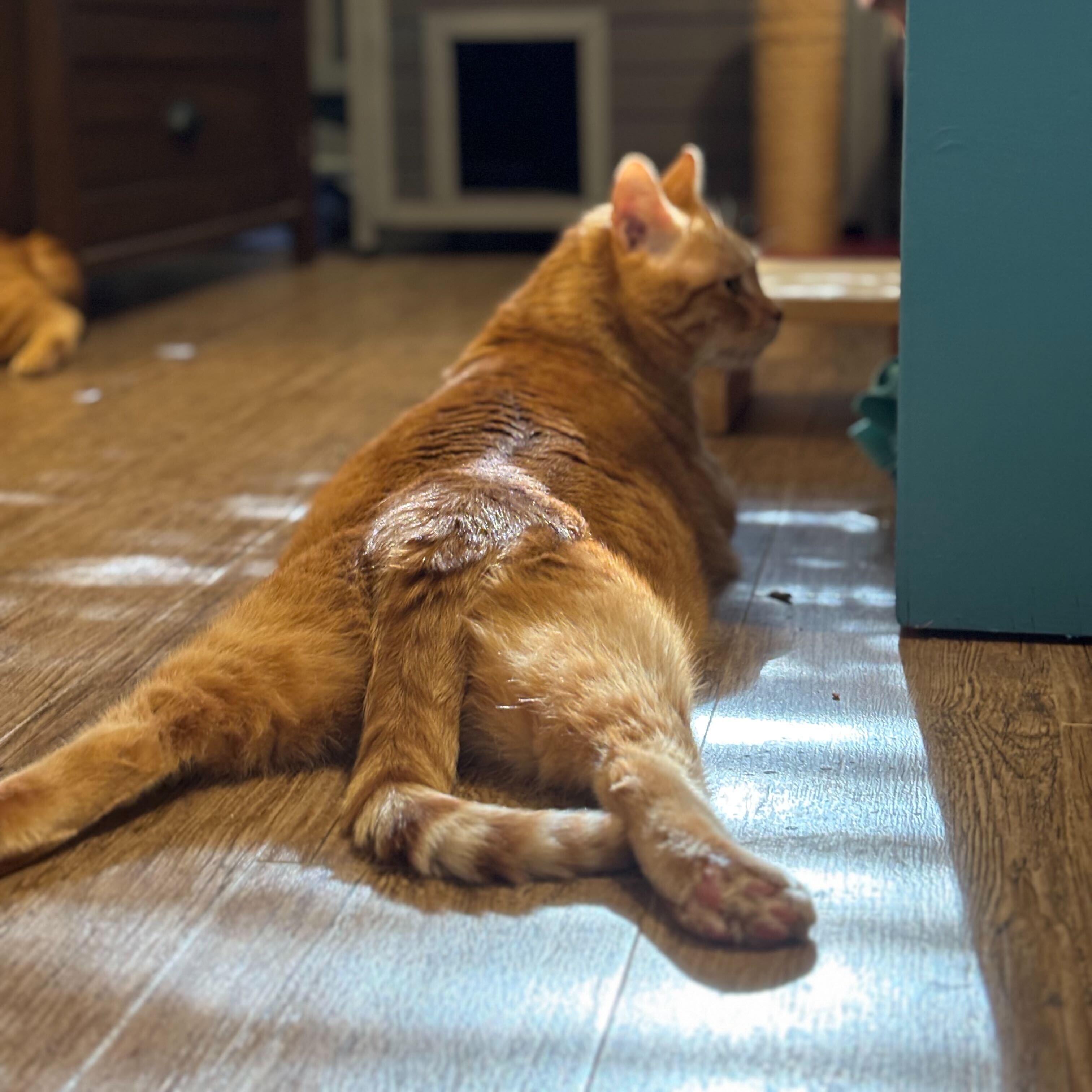 Enlarge Arnold, a ADOPTABLE Domestic Short Hair in Round Rock, TX image 3/5