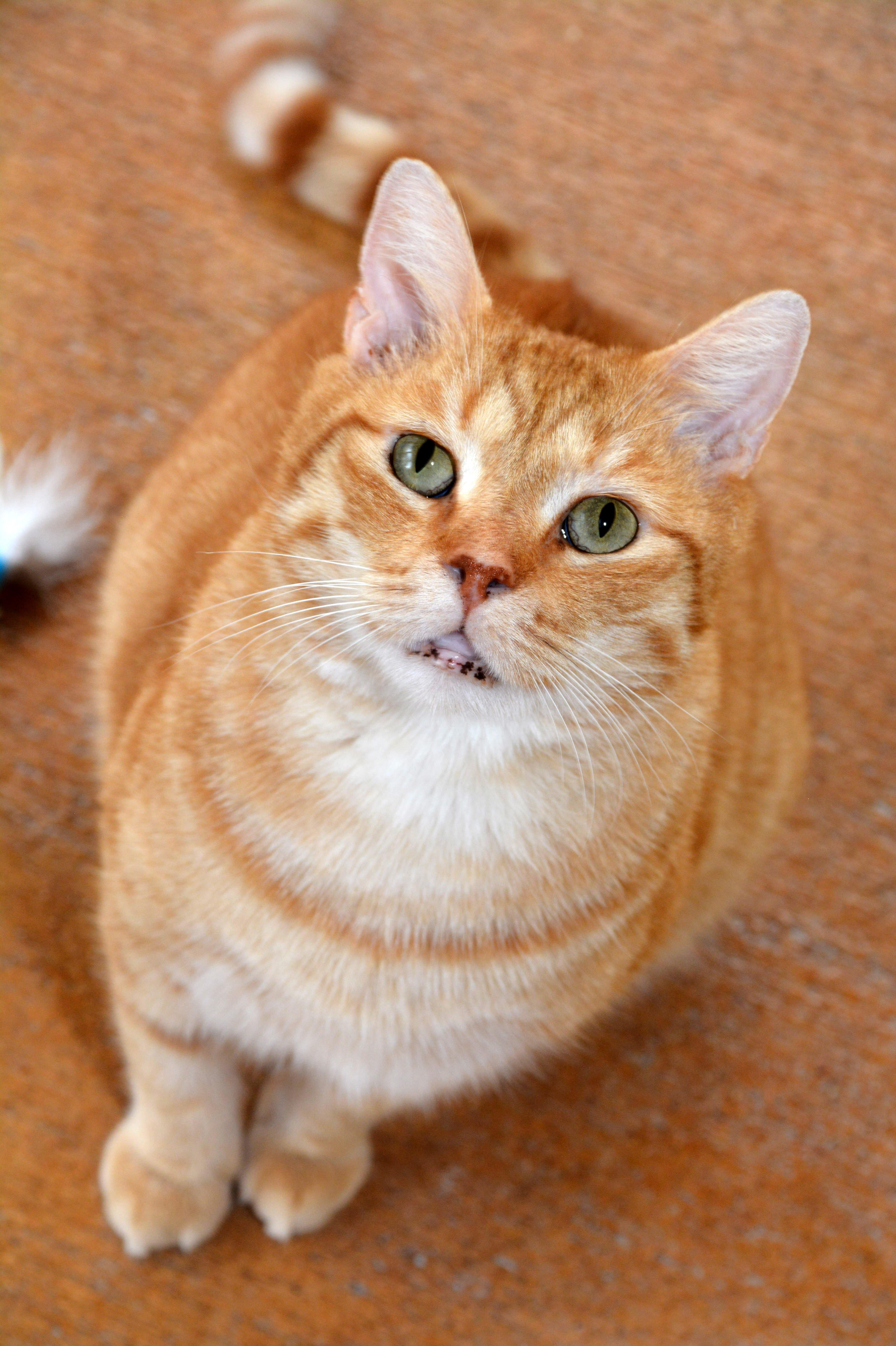 Enlarge Arnold, a ADOPTABLE Domestic Short Hair in Round Rock, TX image 4/5