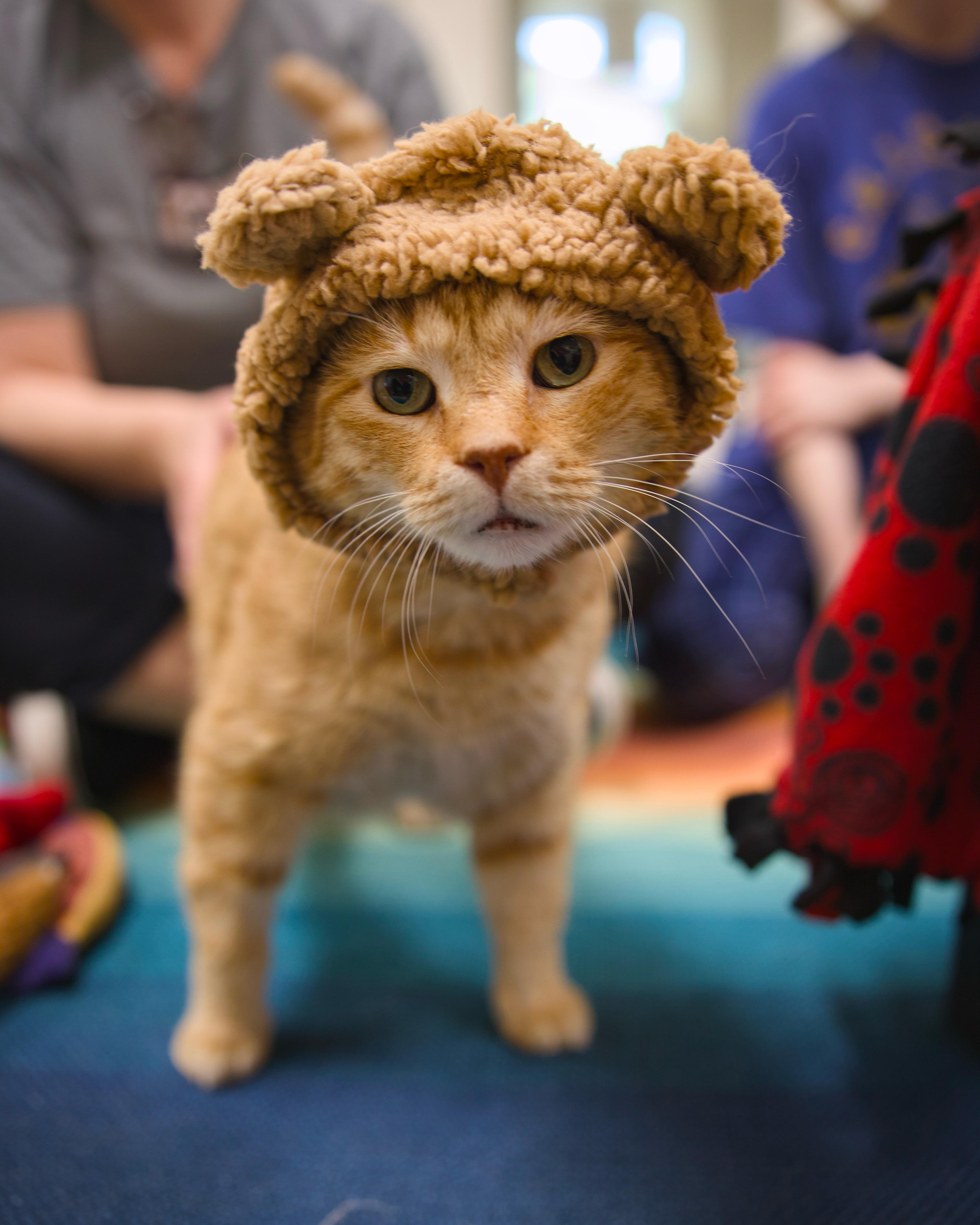 Enlarge Arnold, a ADOPTABLE Domestic Short Hair in Round Rock, TX image 2/5