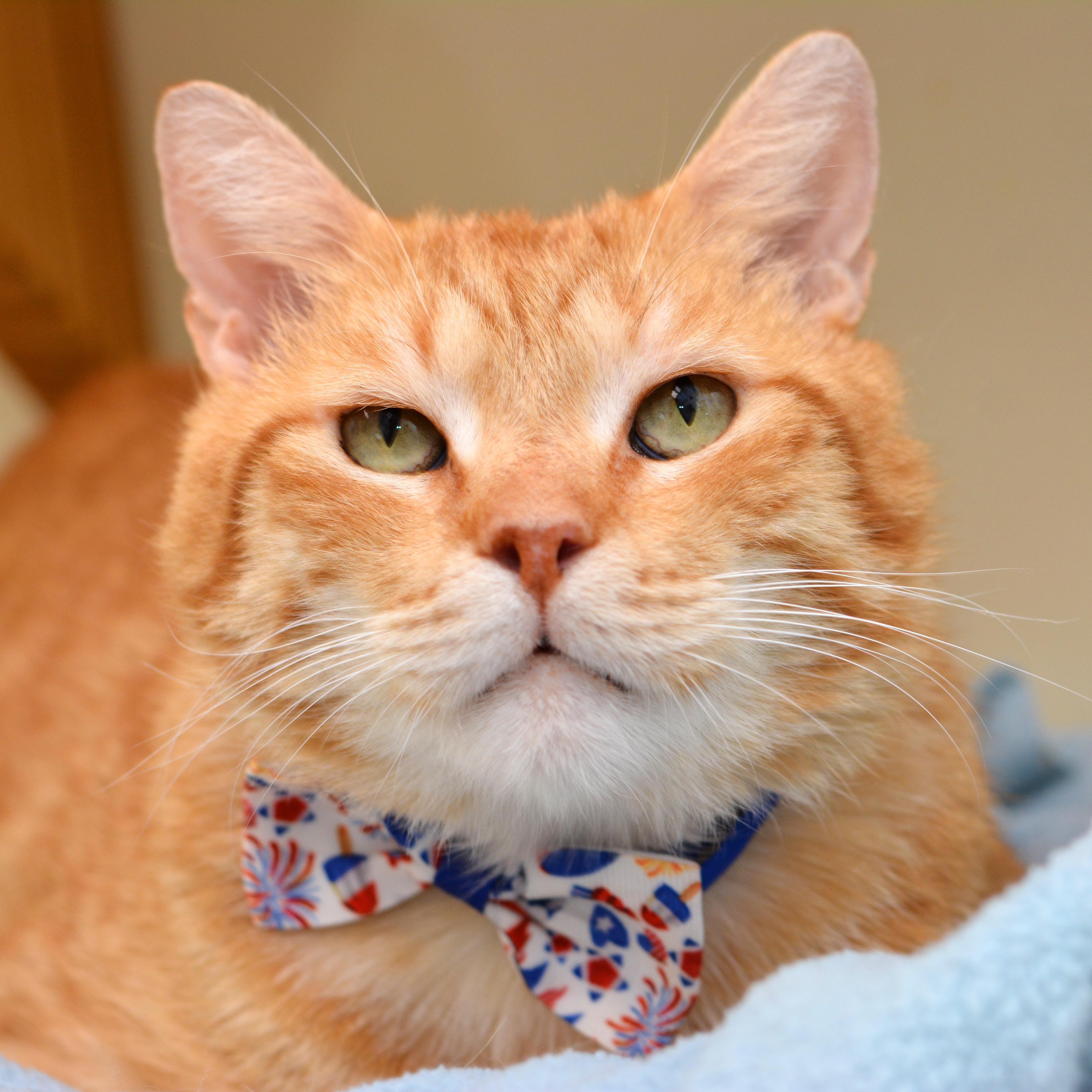 Arnold, ADOPTABLE, Senior Male Domestic Short Hair.