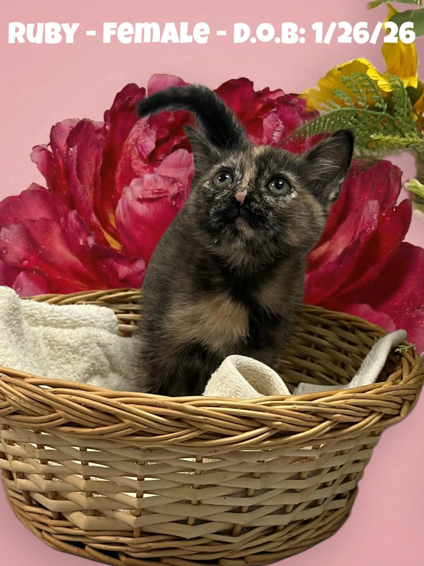 Enlarge Onyx - playful and affectionate kitten, an adopted Domestic Short Hair in Hales Corners, WI image 2/2