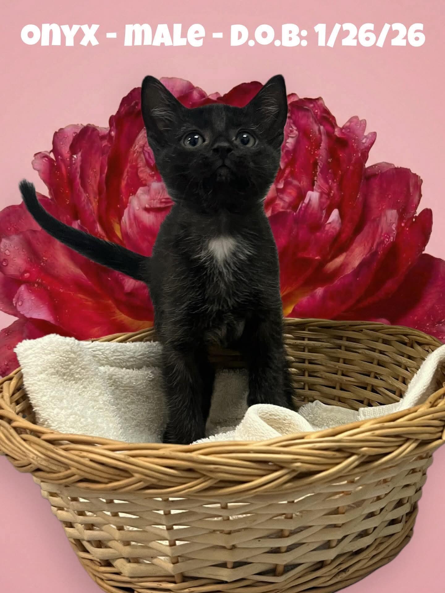 Enlarge Onyx - playful and affectionate kitten, an adopted Domestic Short Hair in Hales Corners, WI image 1/2