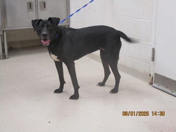 Bella(853), Adoptable, Adult Female Labrador Retriever.
