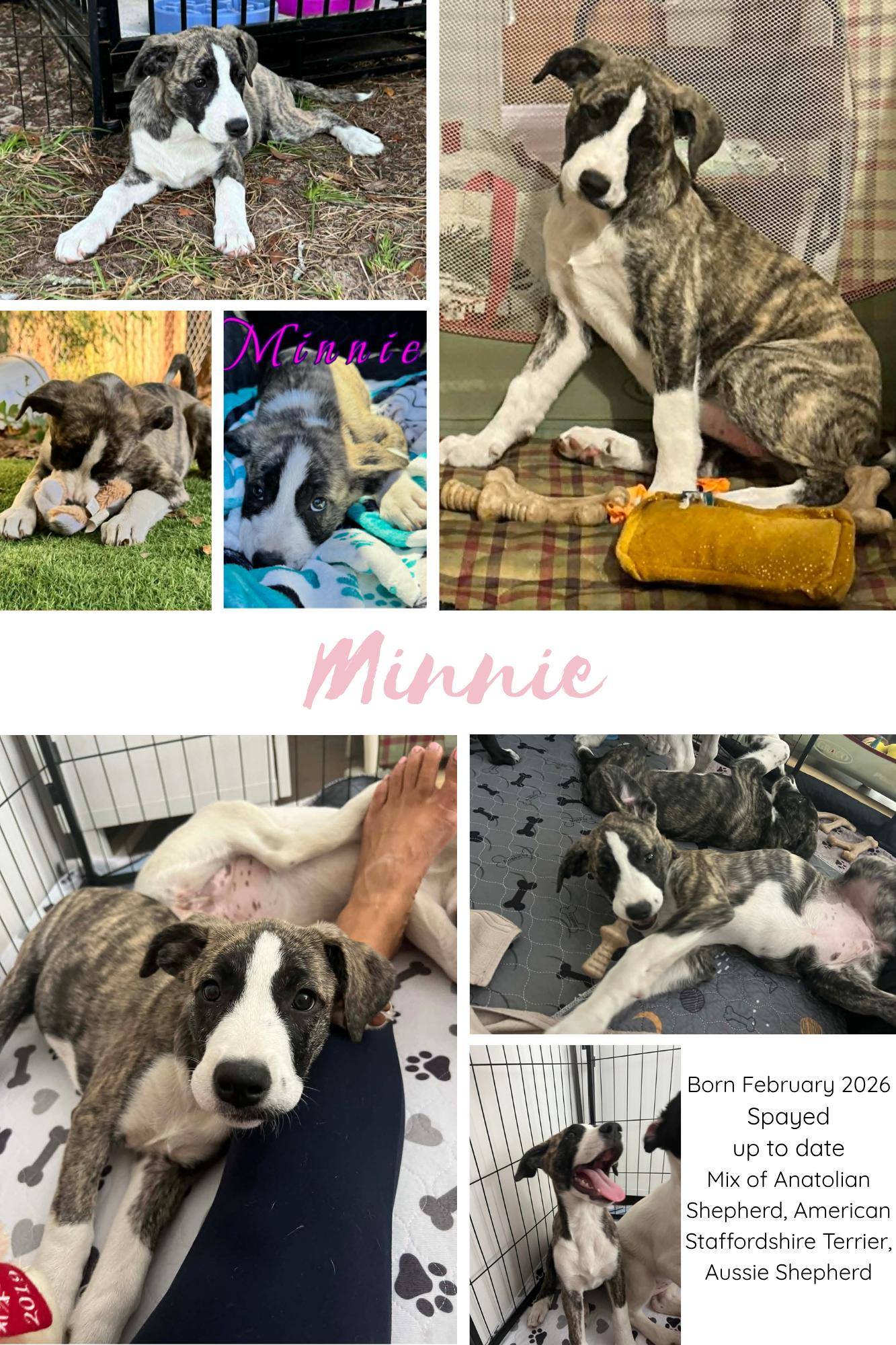 Minnie , an adopted mixed breed in New Port Richey, FL image 3/6