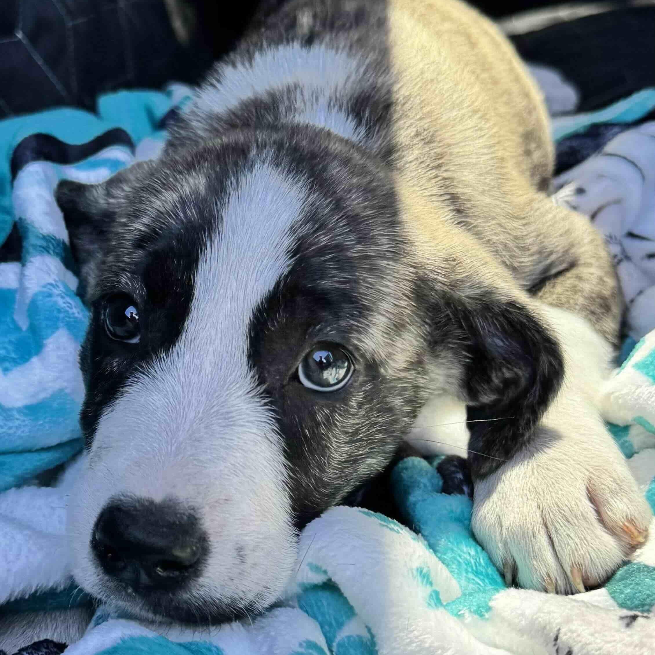 Enlarge Minnie , a ADOPTABLE mixed breed in New Port Richey, FL image 3/6