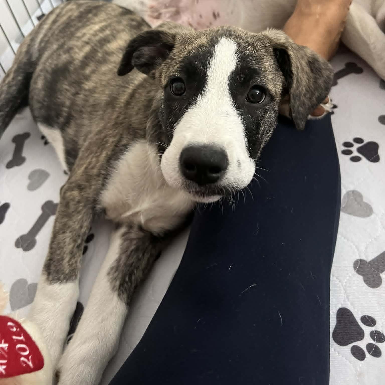 Minnie , an adopted mixed breed in New Port Richey, FL image 1/6