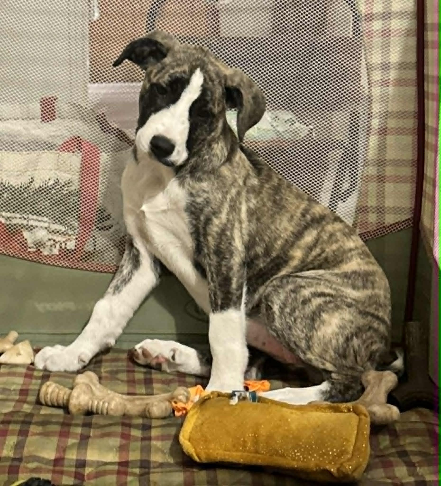Minnie , an adopted mixed breed in New Port Richey, FL image 2/6