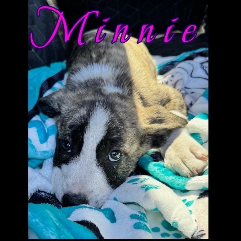 Enlarge Minnie , a ADOPTABLE mixed breed in New Port Richey, FL image 4/6