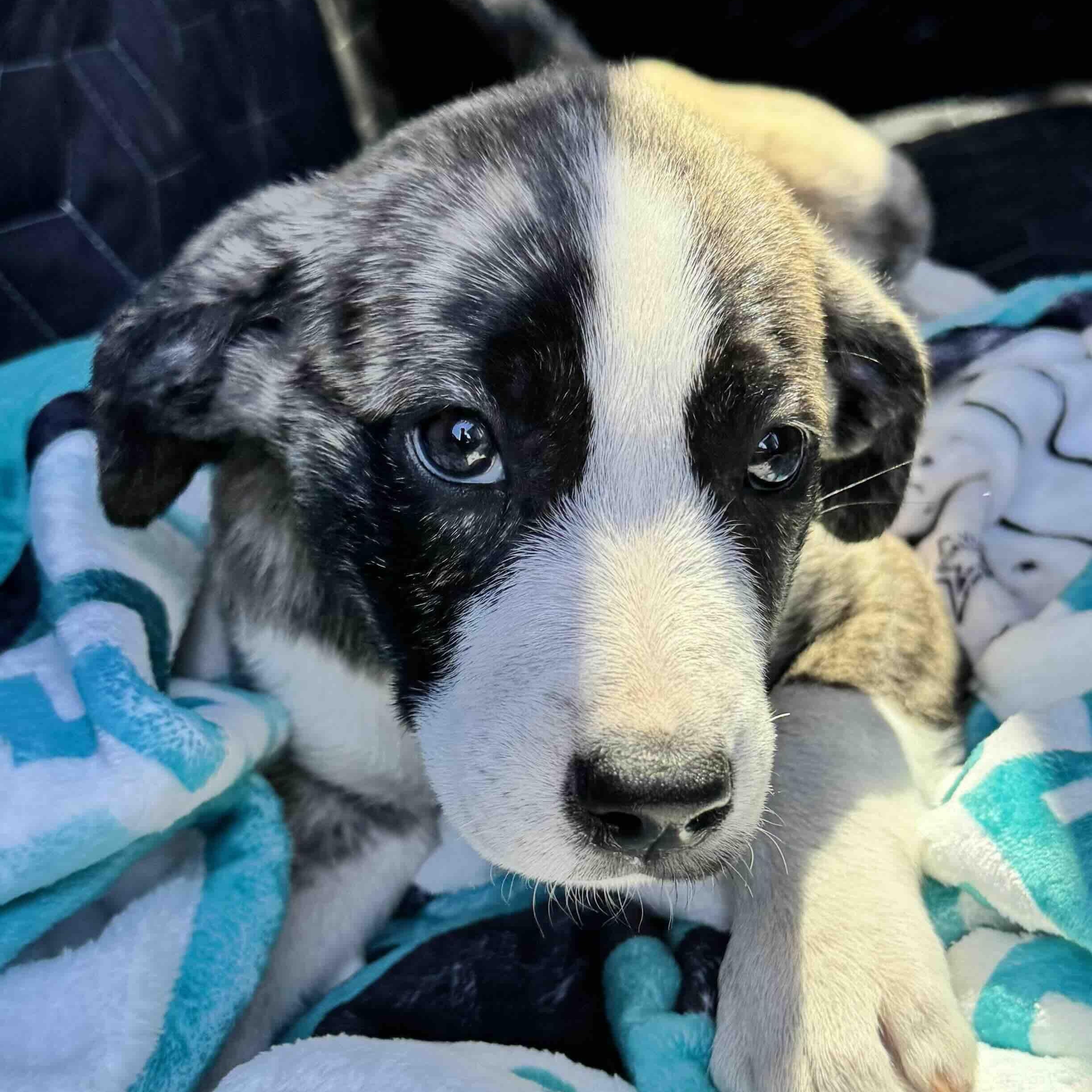 Minnie , ADOPTABLE, Puppy Female Anatolian Shepherd & American Staffordshire Terrier.